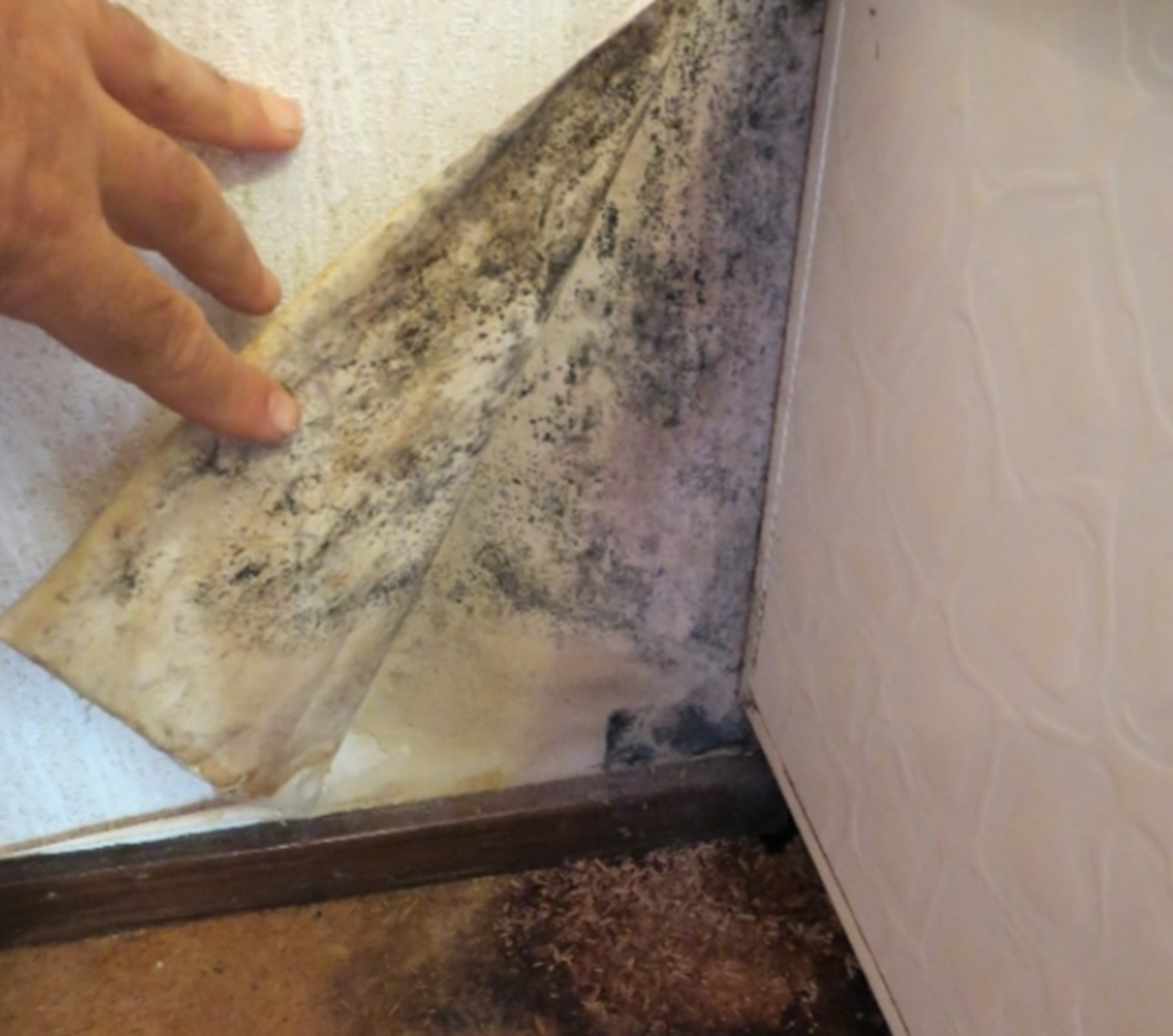Damp & Mould - What to look for (visible mould) | HomeFit